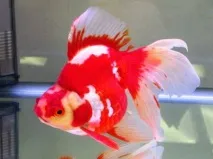 carassius