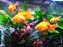 carassius