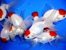 carassius