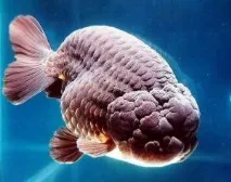 carassius