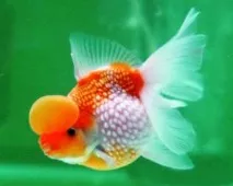 carassius
