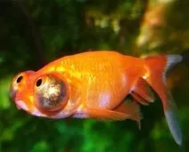 carassius