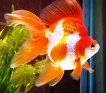 carassius