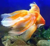 carassius