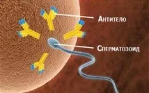 антитела антиспермни