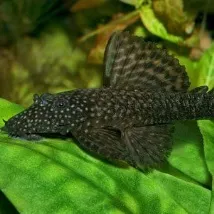 ancistrus ancistrus
