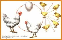 заболявания