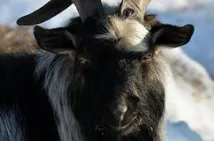 Басков відлетів у відпустку з нареченою відпустку