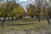 Оренда земель сільськогосподарського призначення оренда