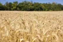 Оренда земель сільськогосподарського призначення сільськогосподарського