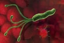 лечение helicobacter