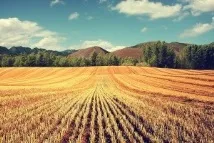 Оренда земель сільськогосподарського призначення оренда