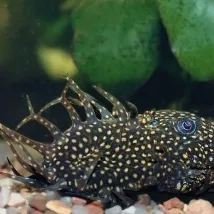 ancistrus ancistrus