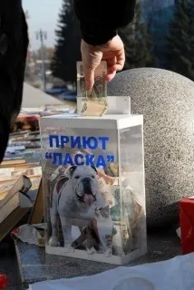 котки приют