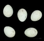 Чечітка - Acanthis flammea (Linnaeus, 1758) - Пташка співоча flammea