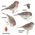 Чечітка - Acanthis flammea (Linnaeus, 1758) - Пташка співоча flammea