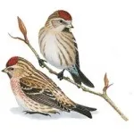 Чечітка - Acanthis flammea (Linnaeus, 1758) - Пташка співоча чечітка