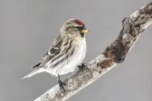 Чечетка, або звичайна, або лісова, чечітка (Acanthis flammea) - Птахи Європейської частини України чечітка