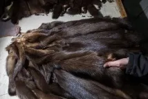изберем изберем