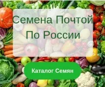 така пъдпъдъци