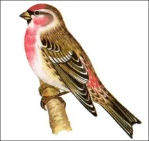 flammea