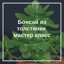 бонсай дебела