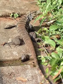 Бразилія поради, Бразилія що треба знати туристу, Коли їхати до Бразилії, що одягнути до Бразилії, треба