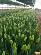 Квіти та декоративні рослини в Калузька область декоративні
