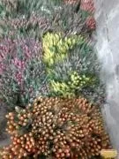 Квіти та декоративні рослини в Калузька область калузька
