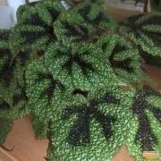 Квіти та декоративні рослини в Калузька область калузька