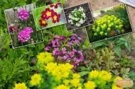 Квіти та декоративні рослини в Калузька область калузька