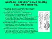 домакин междинен