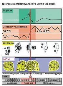 Що може овуляційний міні-мікроскоп може