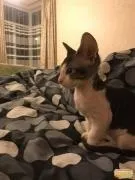 калининградска калининградска