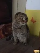 котки котки