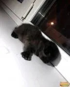 котки домашни