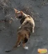 котки домашни