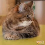котки домашни