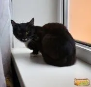 домашни калининградска