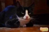 домашни котки