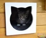 котки домашни