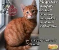 домашни котки