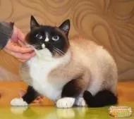 котки калининградска
