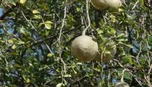 lemon feronia