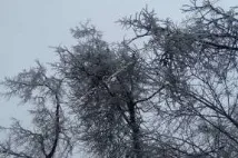 гілки