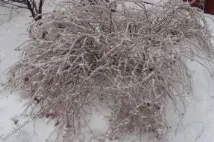 полоні