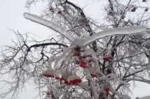 гілки
