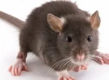 Доксициклін продовжує життя життя