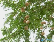 ферония ползи