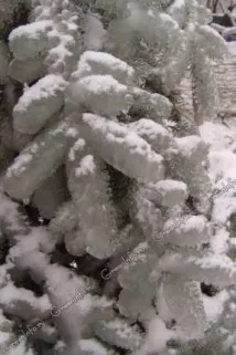 полоні